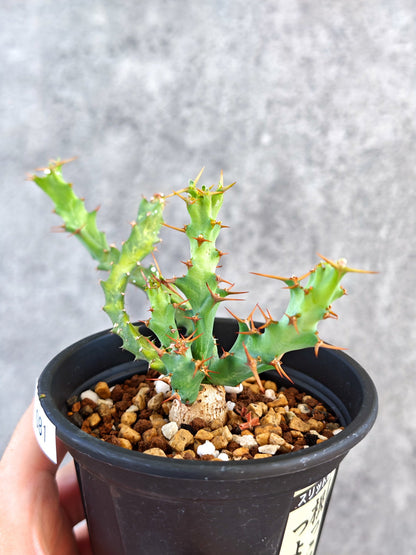 【現品限り】ユーフォルビア・クラビゲラ 実生【K81】 Euphorbia clavigera