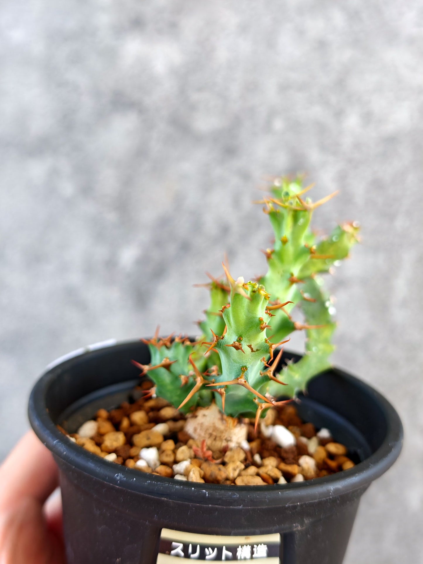 【現品限り】ユーフォルビア・クラビゲラ 実生【K81】 Euphorbia clavigera