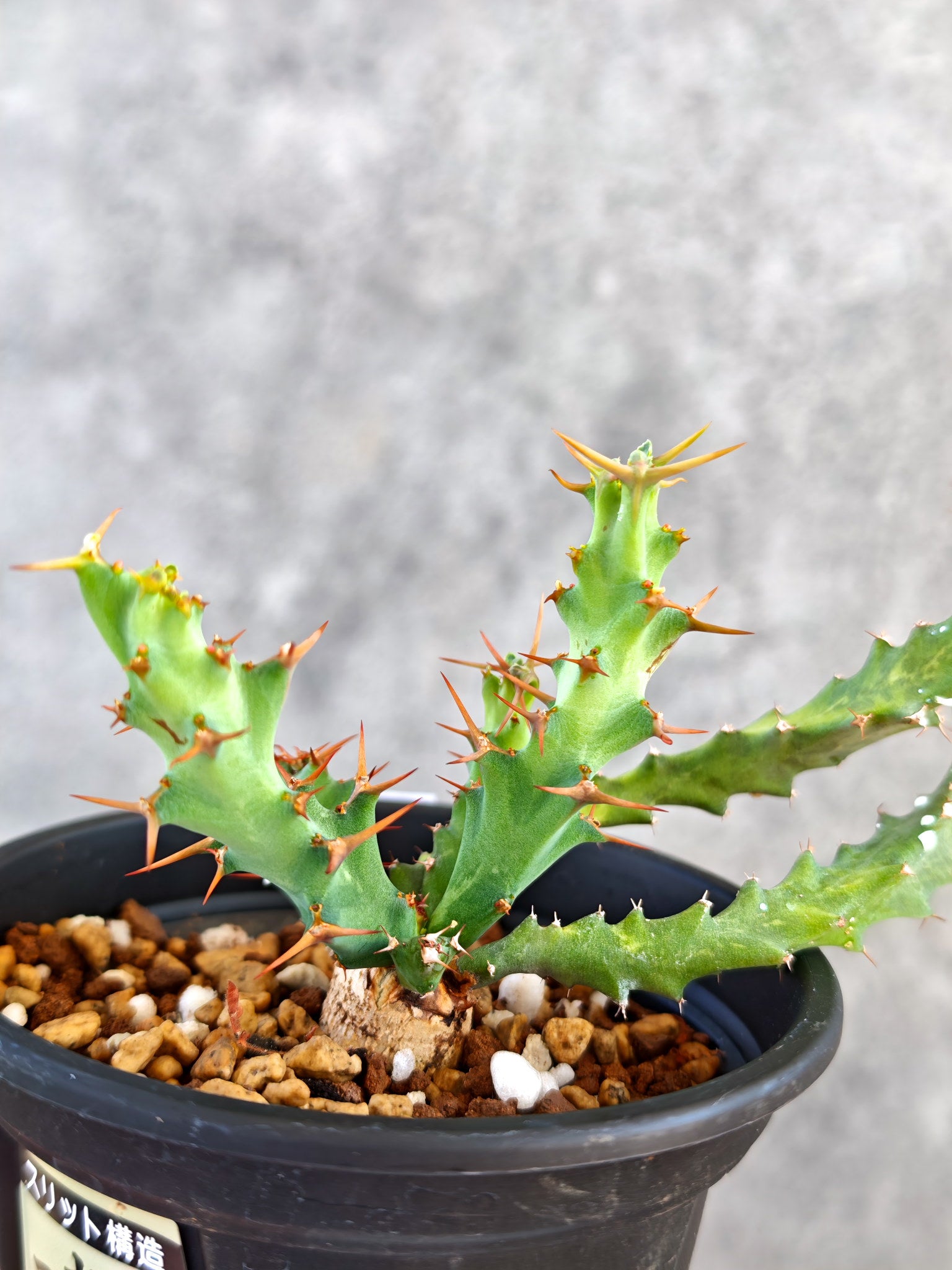 ユーフォルビア・クラビゲラ 実生【K81】 Euphorbia clavigera 塊根