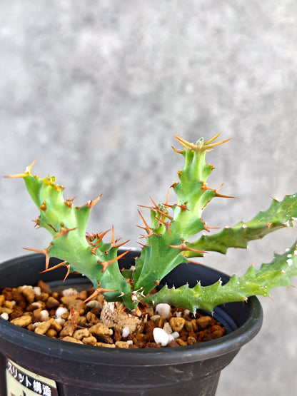 【現品限り】ユーフォルビア・クラビゲラ 実生【K81】 Euphorbia clavigera