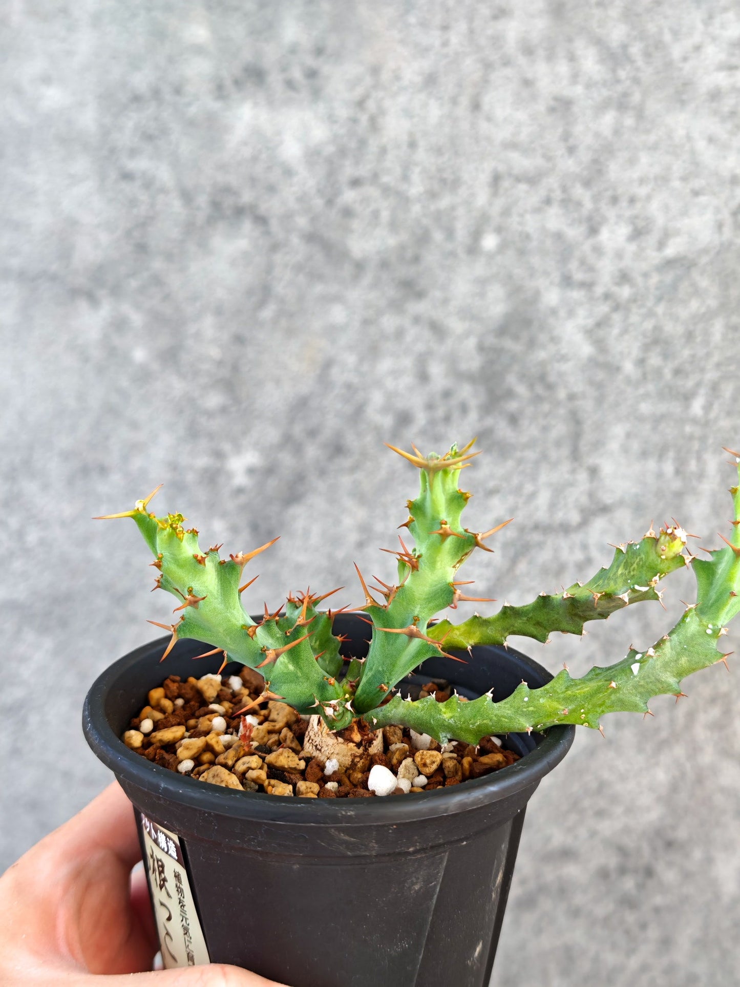 【現品限り】ユーフォルビア・クラビゲラ 実生【K81】 Euphorbia clavigera