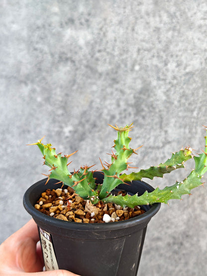 【現品限り】ユーフォルビア・クラビゲラ 実生【K81】 Euphorbia clavigera
