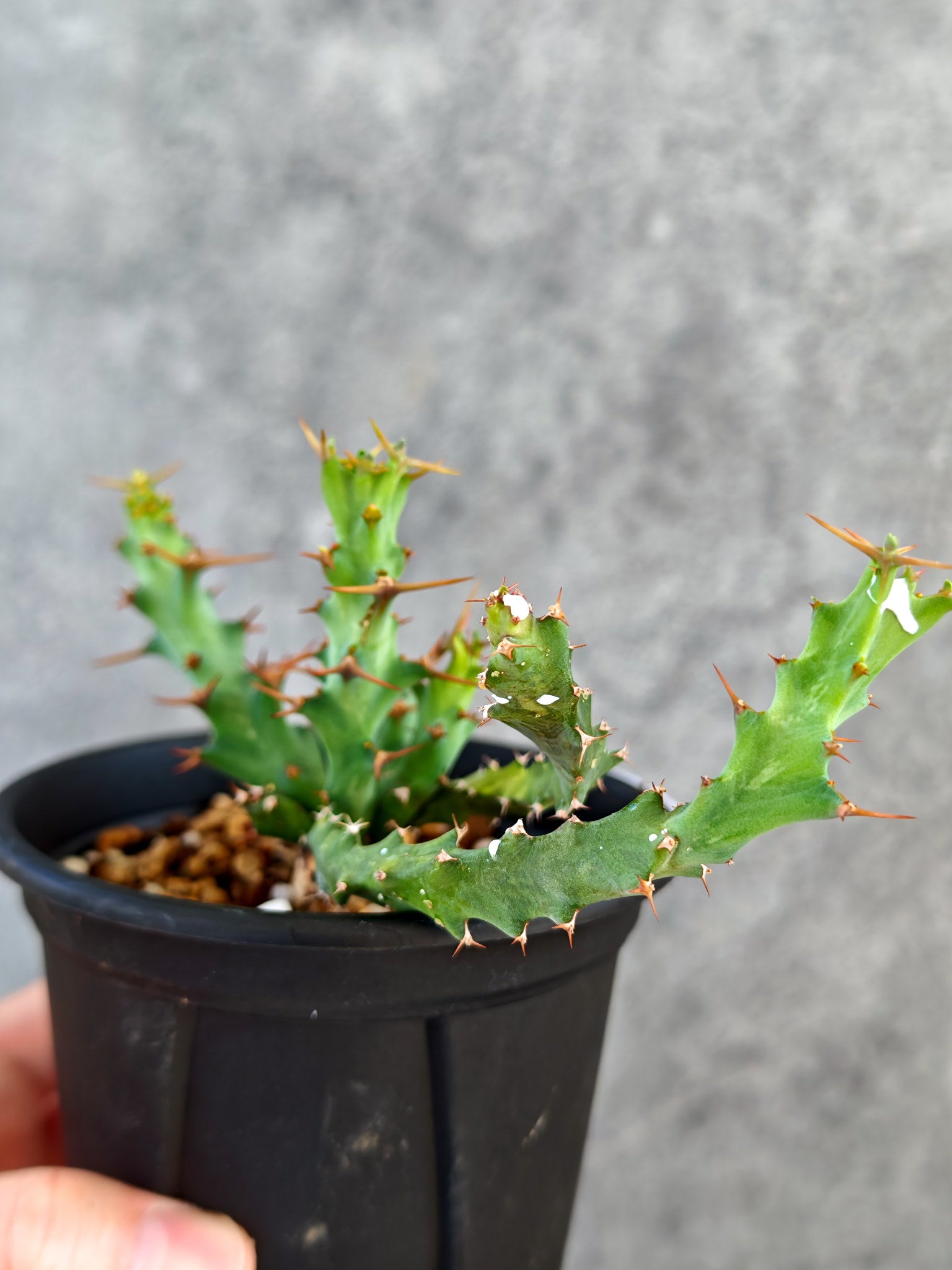 ユーフォルビア・クラビゲラ 実生【K81】 Euphorbia clavigera 塊根