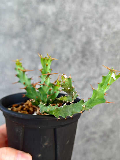【現品限り】ユーフォルビア・クラビゲラ 実生【K81】 Euphorbia clavigera
