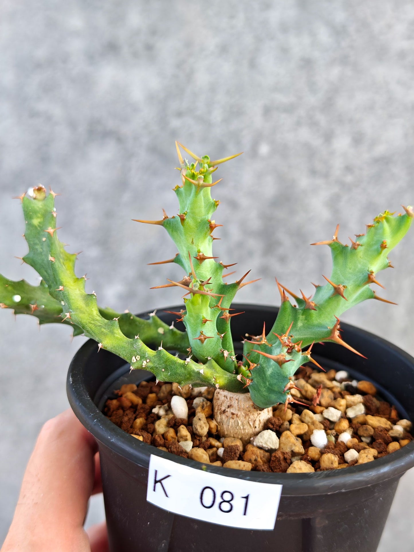【現品限り】ユーフォルビア・クラビゲラ 実生【K81】 Euphorbia clavigera