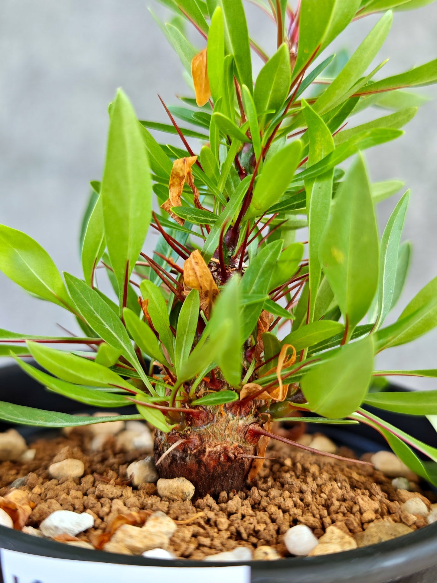 【現品限り】フォークイエリア・プルプシー 実生【K82】 Fouquieria purpusii