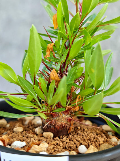 【現品限り】フォークイエリア・プルプシー 実生【K82】 Fouquieria purpusii