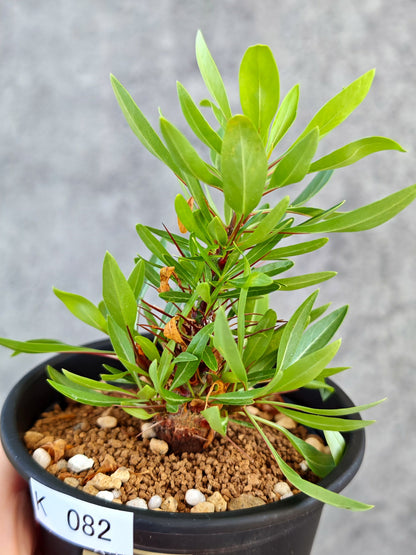 【現品限り】フォークイエリア・プルプシー 実生【K82】 Fouquieria purpusii