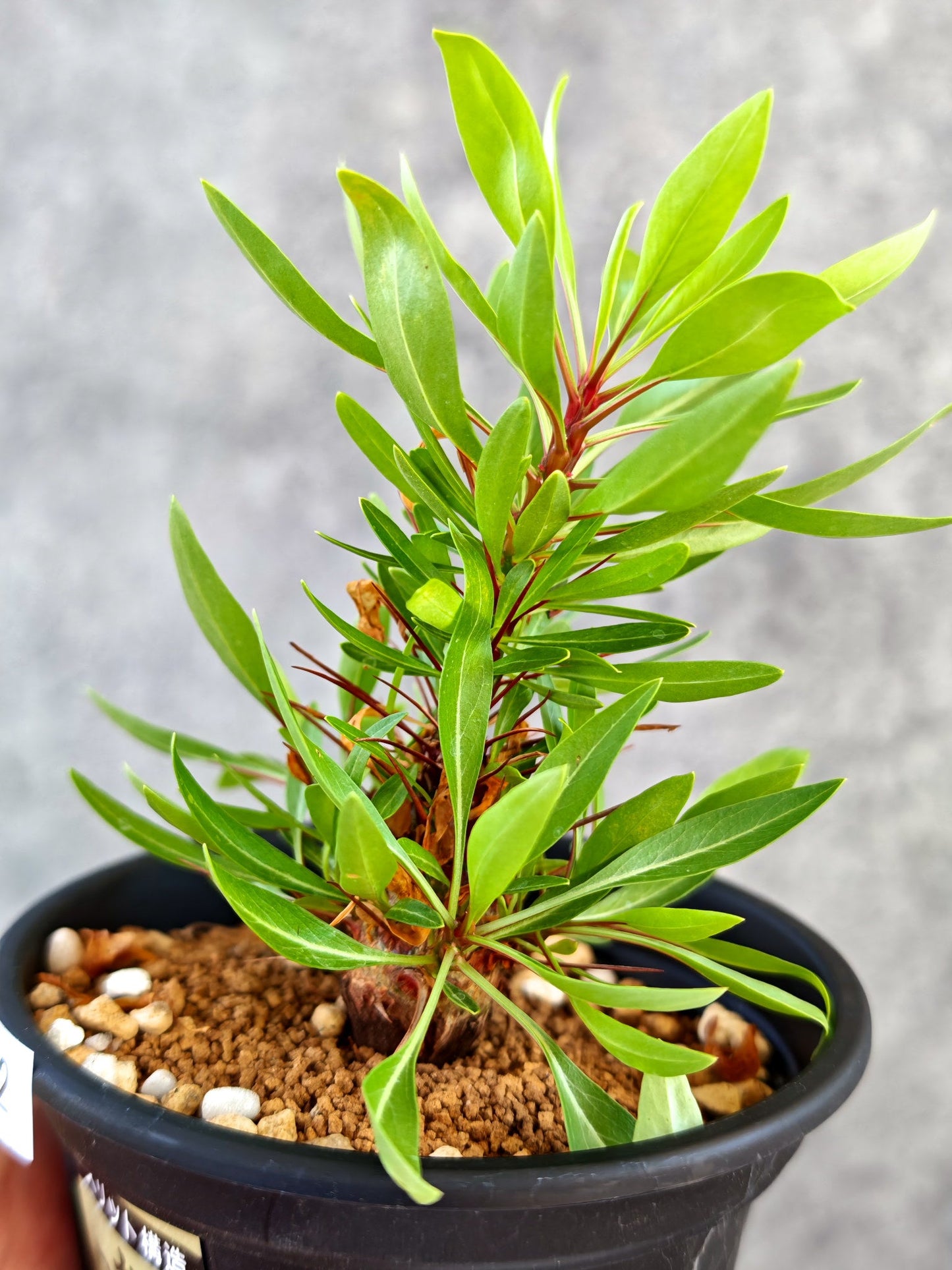 【現品限り】フォークイエリア・プルプシー 実生【K82】 Fouquieria purpusii
