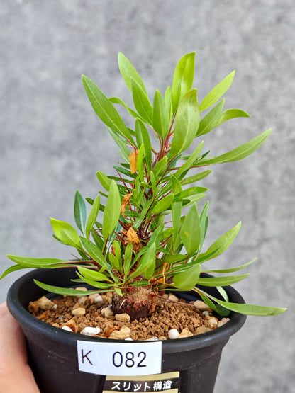 【現品限り】フォークイエリア・プルプシー 実生【K82】 Fouquieria purpusii