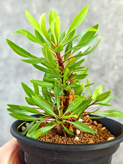 【現品限り】フォークイエリア・プルプシー 実生【K82】 Fouquieria purpusii