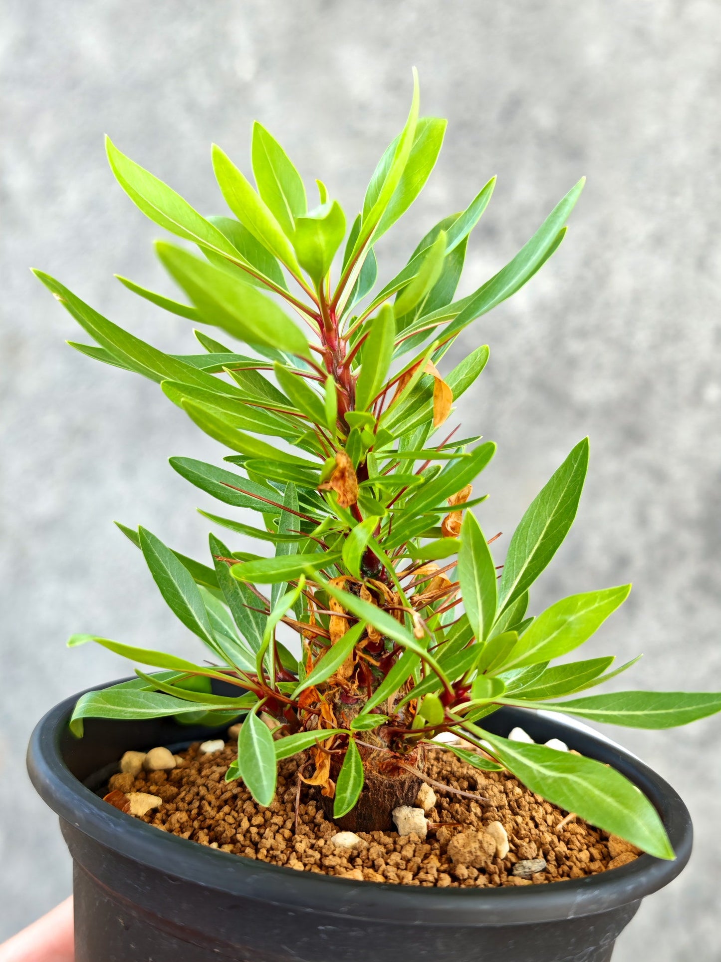 【現品限り】フォークイエリア・プルプシー 実生【K82】 Fouquieria purpusii