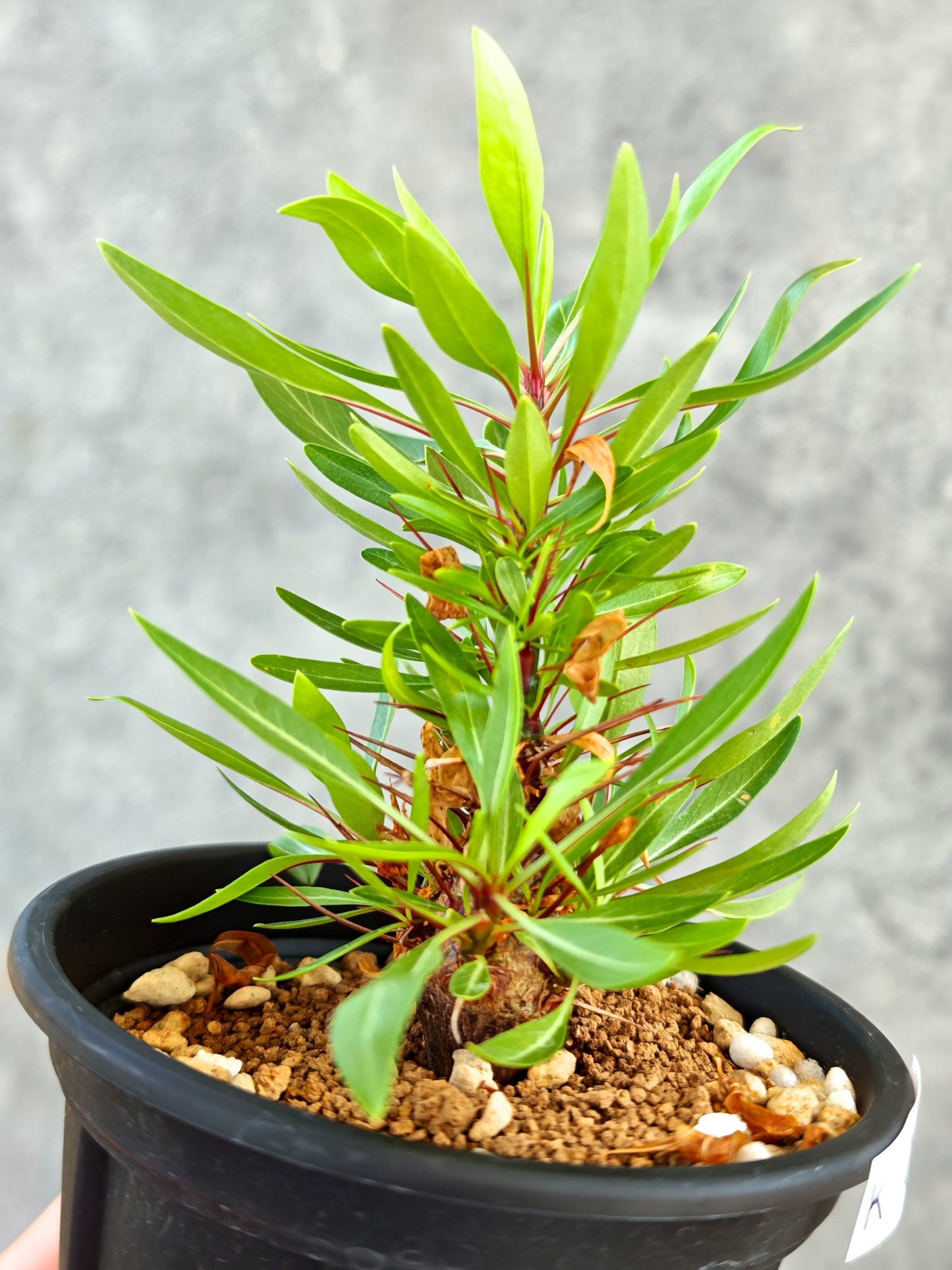【現品限り】フォークイエリア・プルプシー 実生【K82】 Fouquieria purpusii