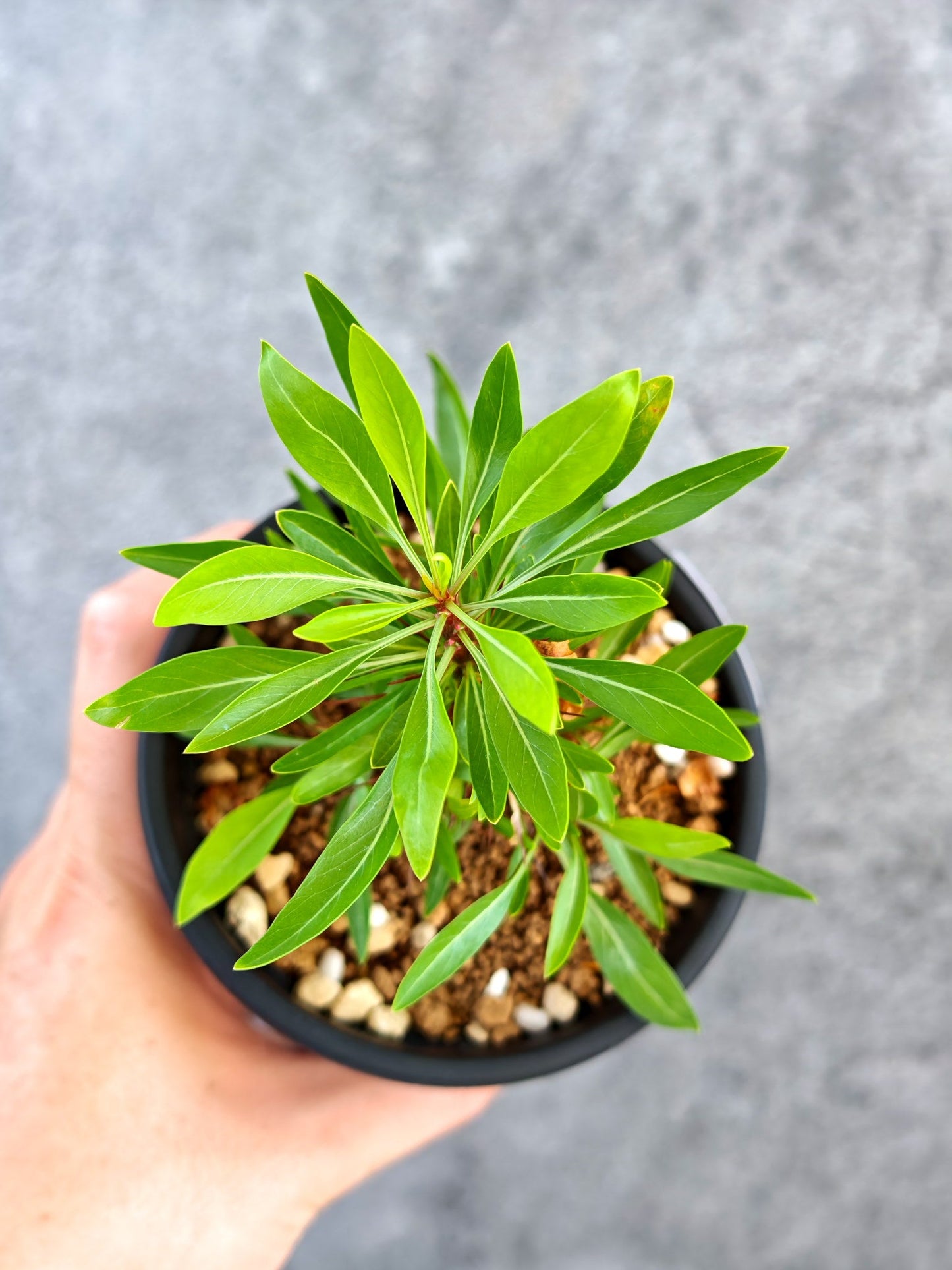 【現品限り】フォークイエリア・プルプシー 実生【K82】 Fouquieria purpusii