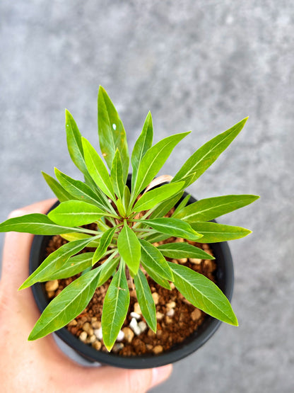 【現品限り】フォークイエリア・プルプシー 実生【K83】 Fouquieria purpusii