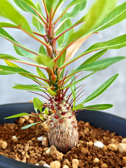 【現品限り】フォークイエリア・プルプシー 実生【K83】 Fouquieria purpusii
