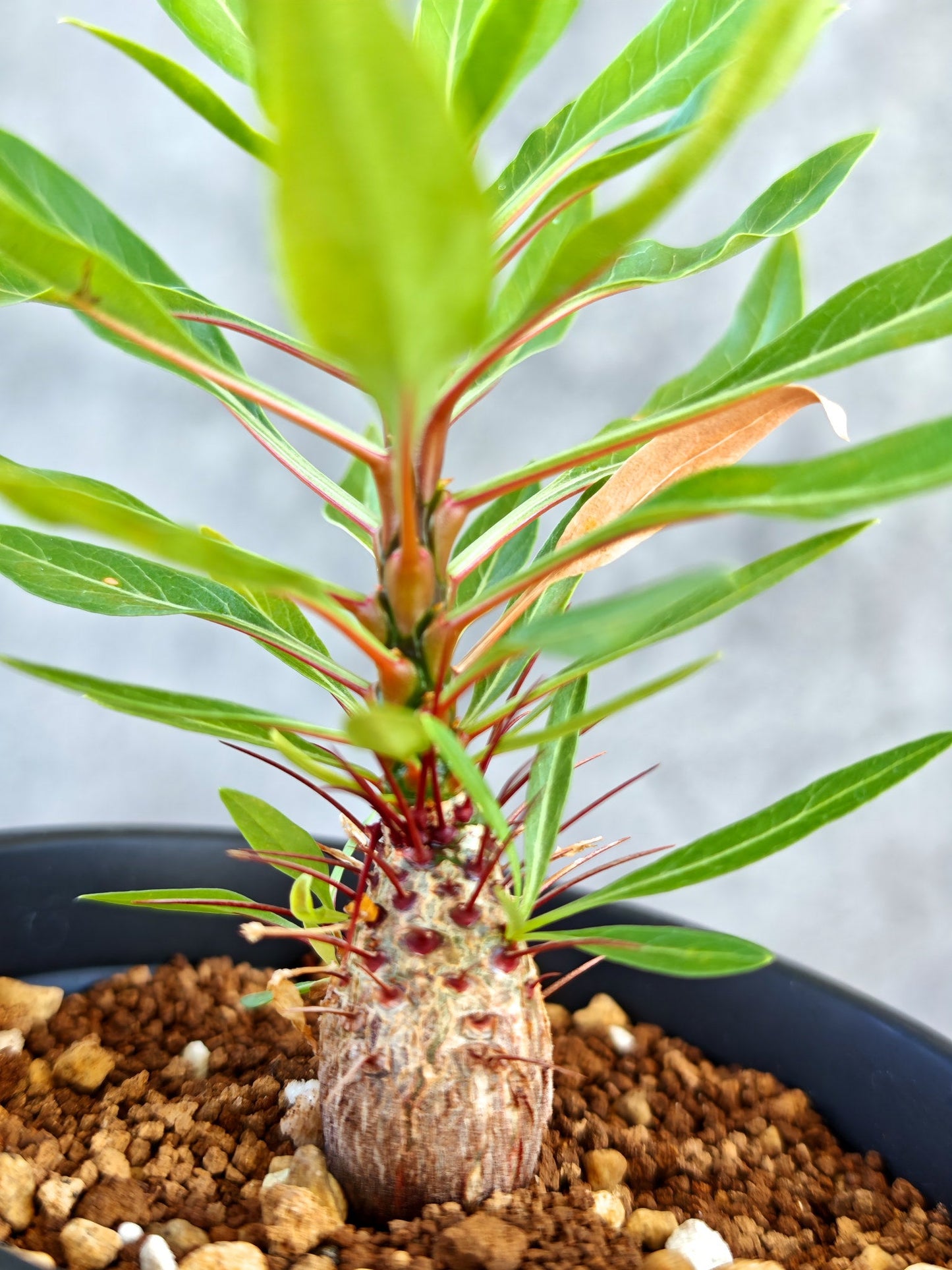 【現品限り】フォークイエリア・プルプシー 実生【K83】 Fouquieria purpusii