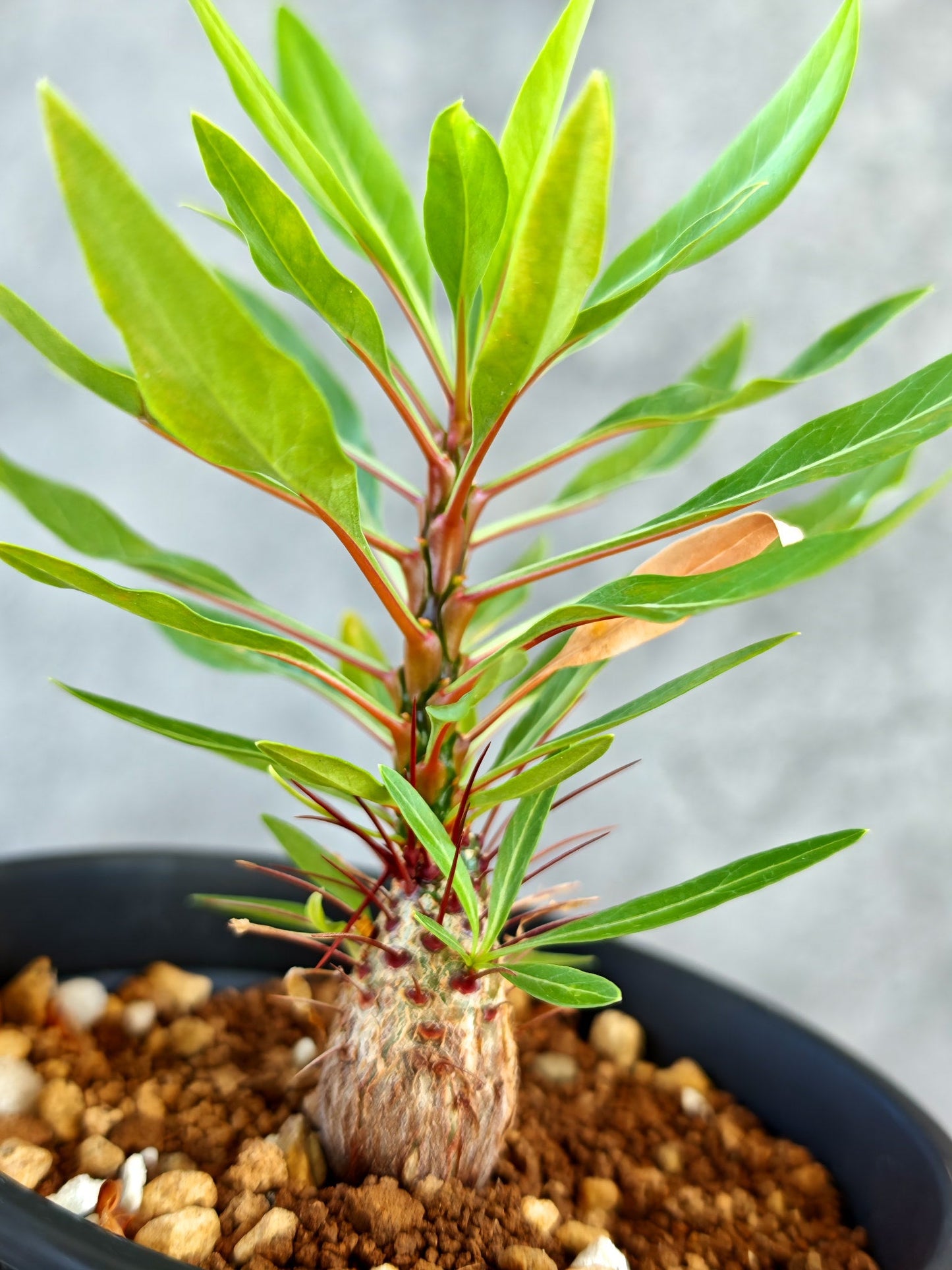 【現品限り】フォークイエリア・プルプシー 実生【K83】 Fouquieria purpusii