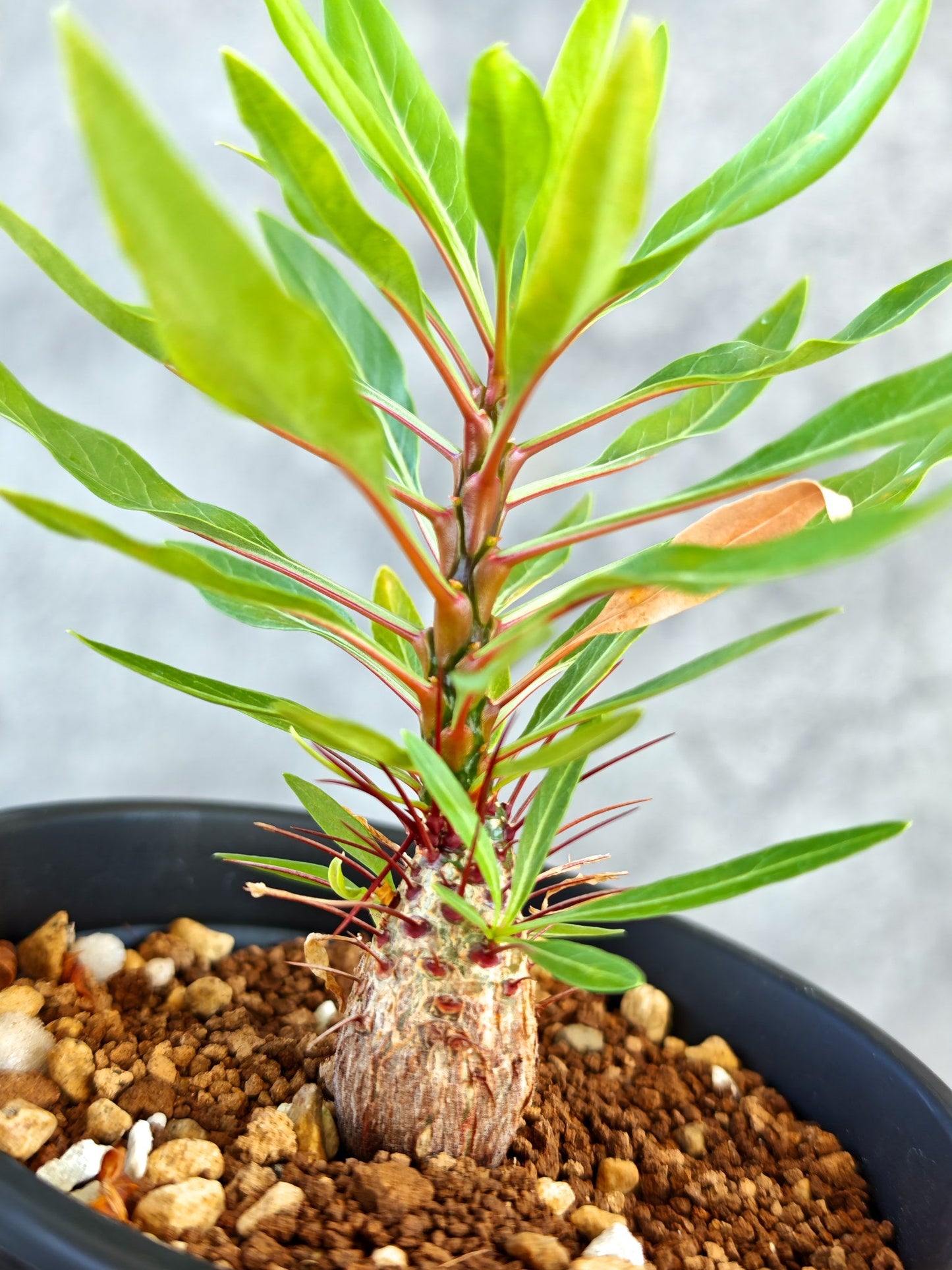 【現品限り】フォークイエリア・プルプシー 実生【K83】 Fouquieria purpusii
