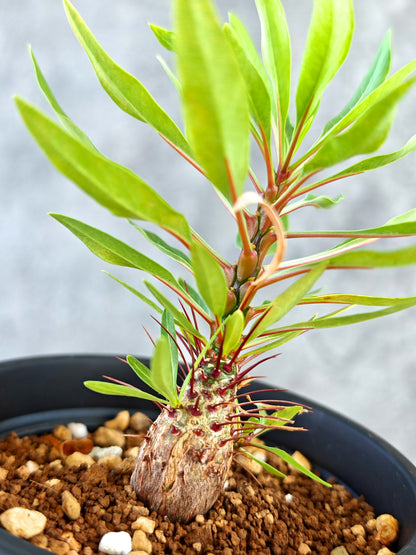 【現品限り】フォークイエリア・プルプシー 実生【K83】 Fouquieria purpusii