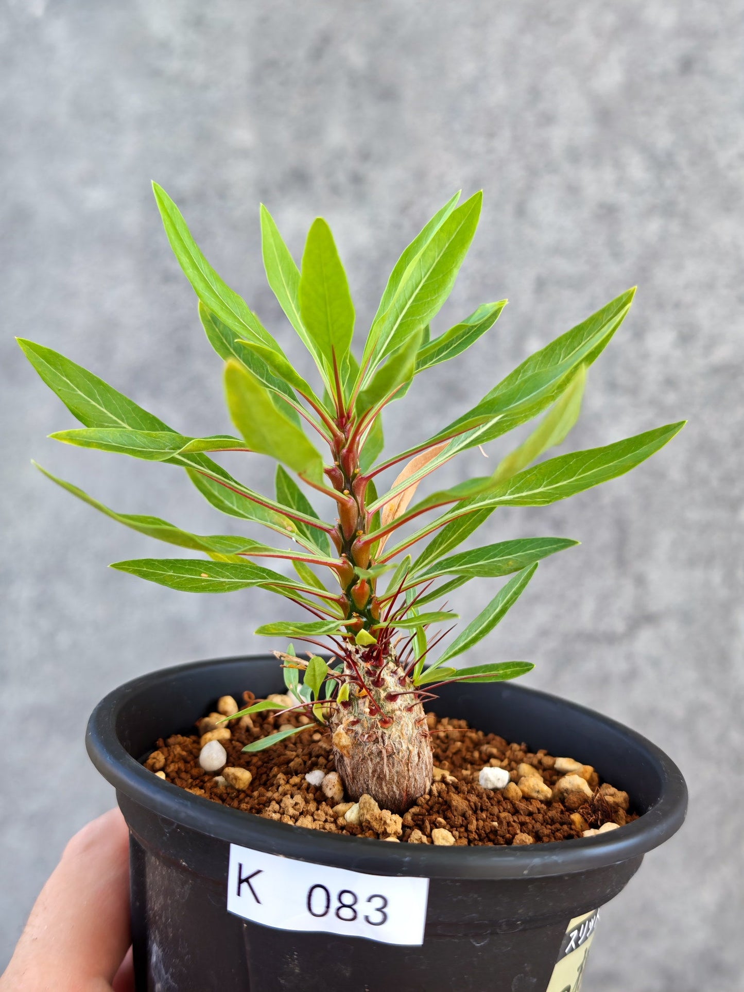 【現品限り】フォークイエリア・プルプシー 実生【K83】 Fouquieria purpusii