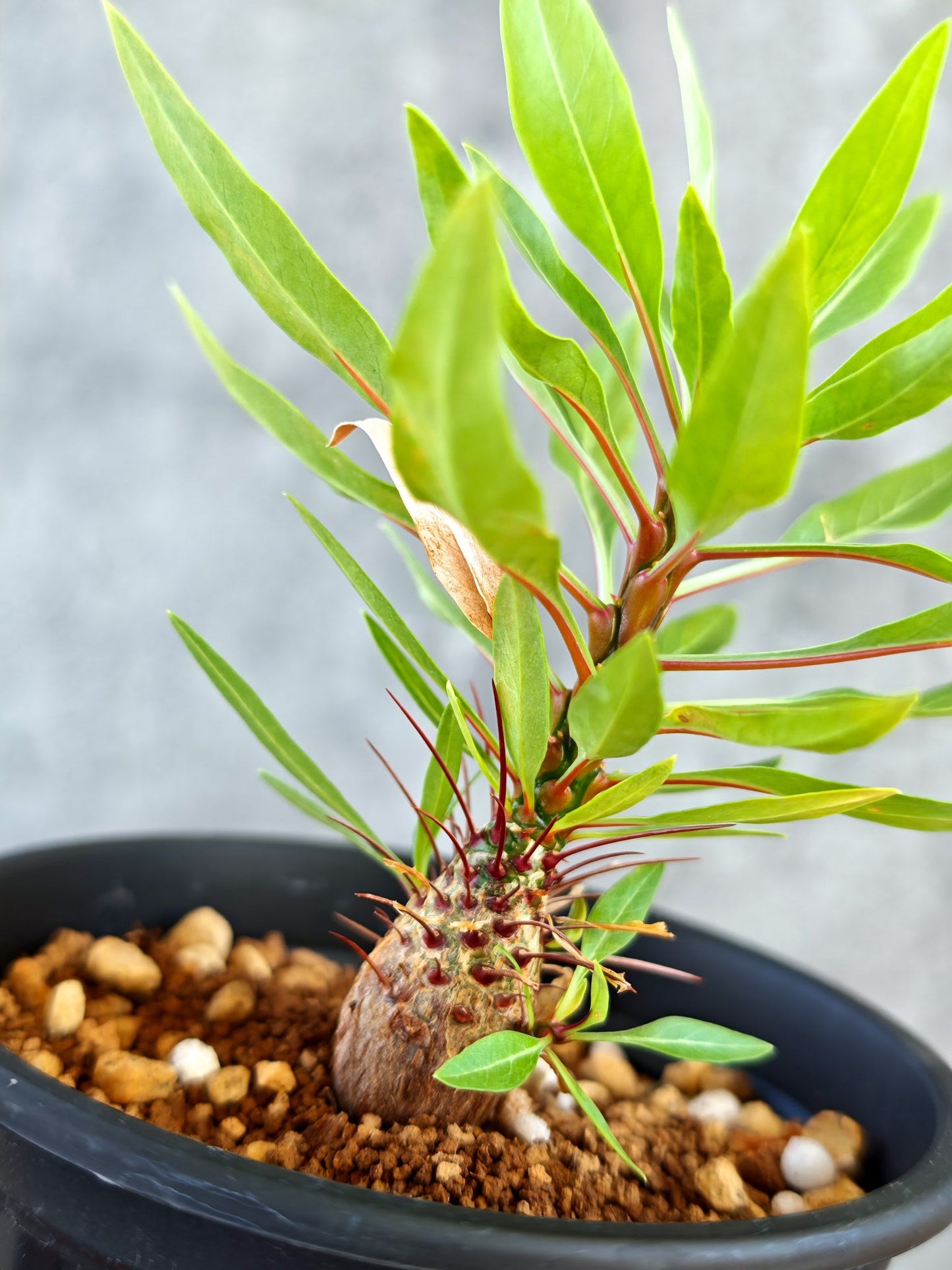 【現品限り】フォークイエリア・プルプシー 実生【K83】 Fouquieria purpusii
