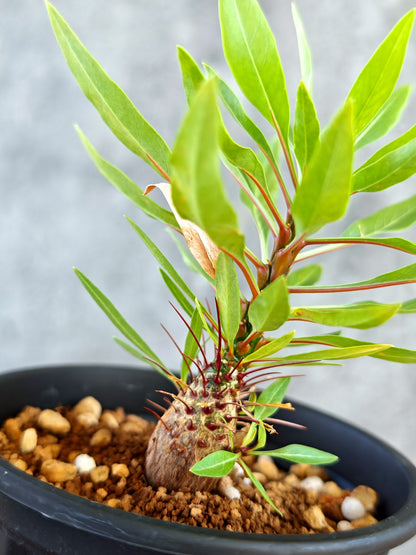 【現品限り】フォークイエリア・プルプシー 実生【K83】 Fouquieria purpusii