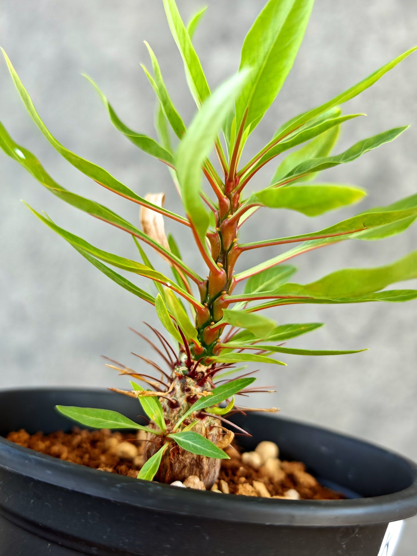 【現品限り】フォークイエリア・プルプシー 実生【K83】 Fouquieria purpusii