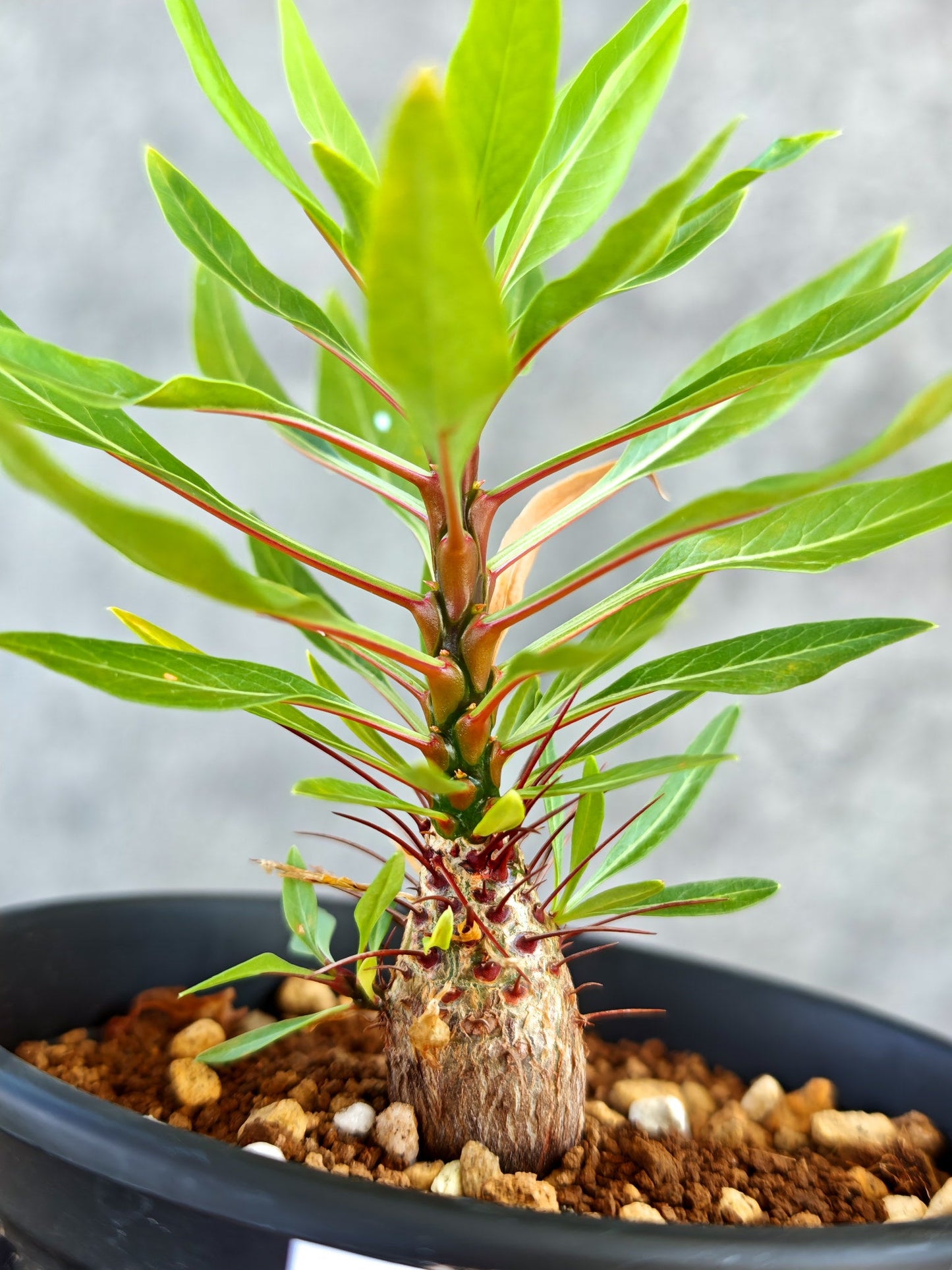 【現品限り】フォークイエリア・プルプシー 実生【K83】 Fouquieria purpusii