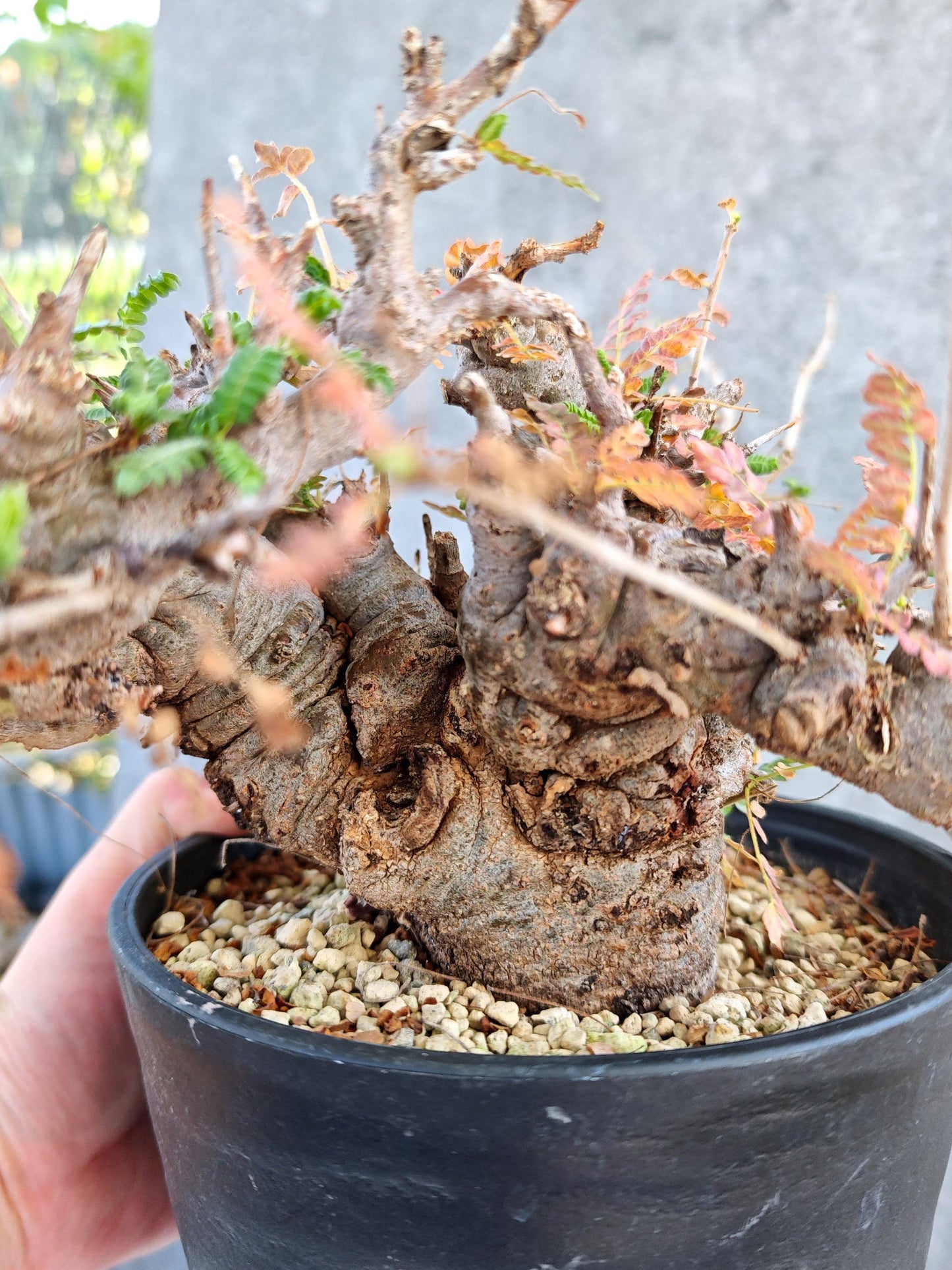 【現品限り】ボスウェリア・ネグレクタ ブラックスキン 大株 現地株【K84】 Boswellia neglecta