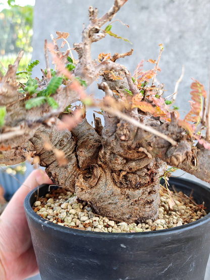 【現品限り】ボスウェリア・ネグレクタ ブラックスキン 大株 現地株【K84】 Boswellia neglecta