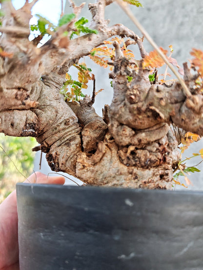 【現品限り】ボスウェリア・ネグレクタ ブラックスキン 大株 現地株【K84】 Boswellia neglecta
