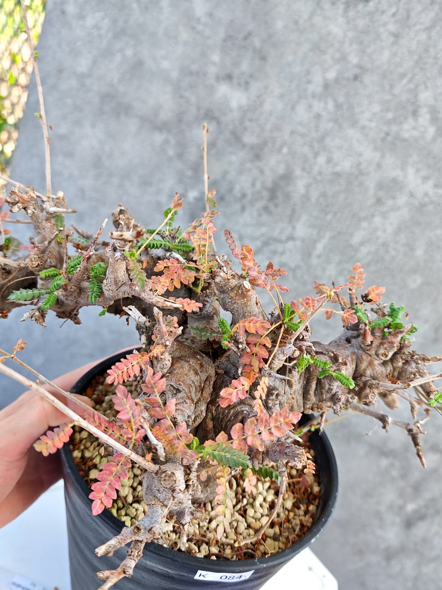 【現品限り】ボスウェリア・ネグレクタ ブラックスキン 大株 現地株【K84】 Boswellia neglecta