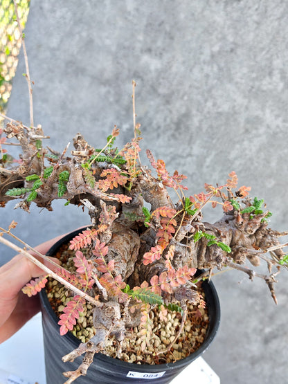 【現品限り】ボスウェリア・ネグレクタ ブラックスキン 大株 現地株【K84】 Boswellia neglecta