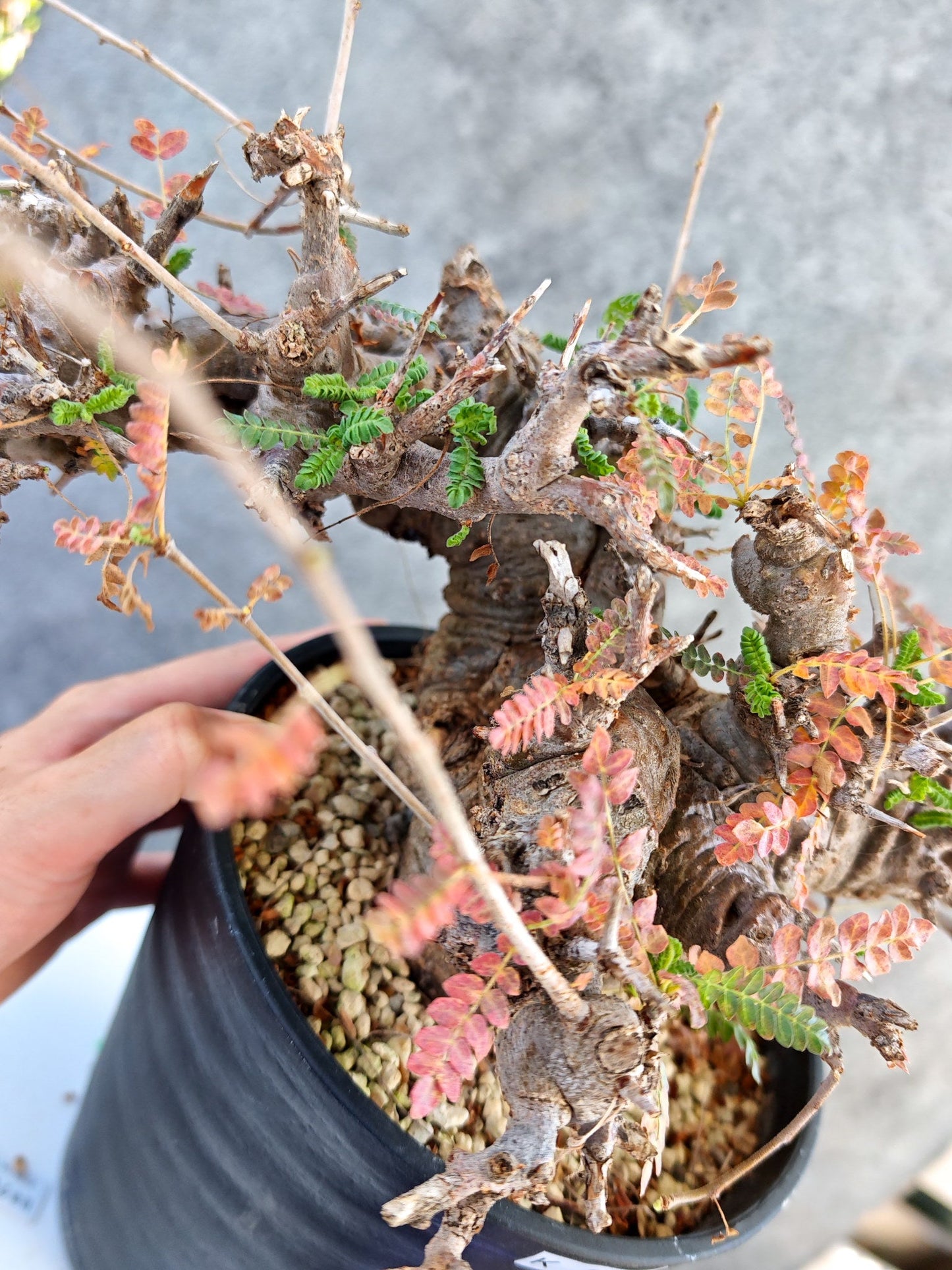 【現品限り】ボスウェリア・ネグレクタ ブラックスキン 大株 現地株【K84】 Boswellia neglecta
