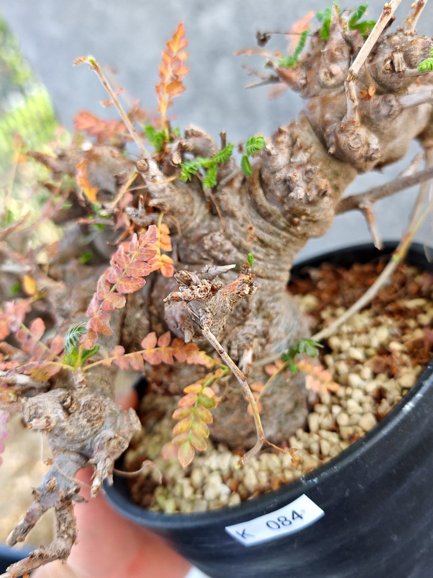 【現品限り】ボスウェリア・ネグレクタ ブラックスキン 大株 現地株【K84】 Boswellia neglecta