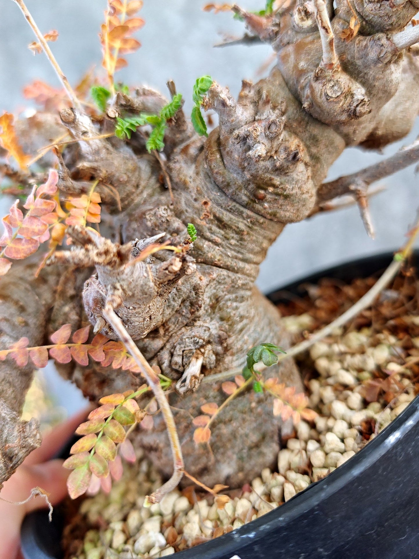 【現品限り】ボスウェリア・ネグレクタ ブラックスキン 大株 現地株【K84】 Boswellia neglecta