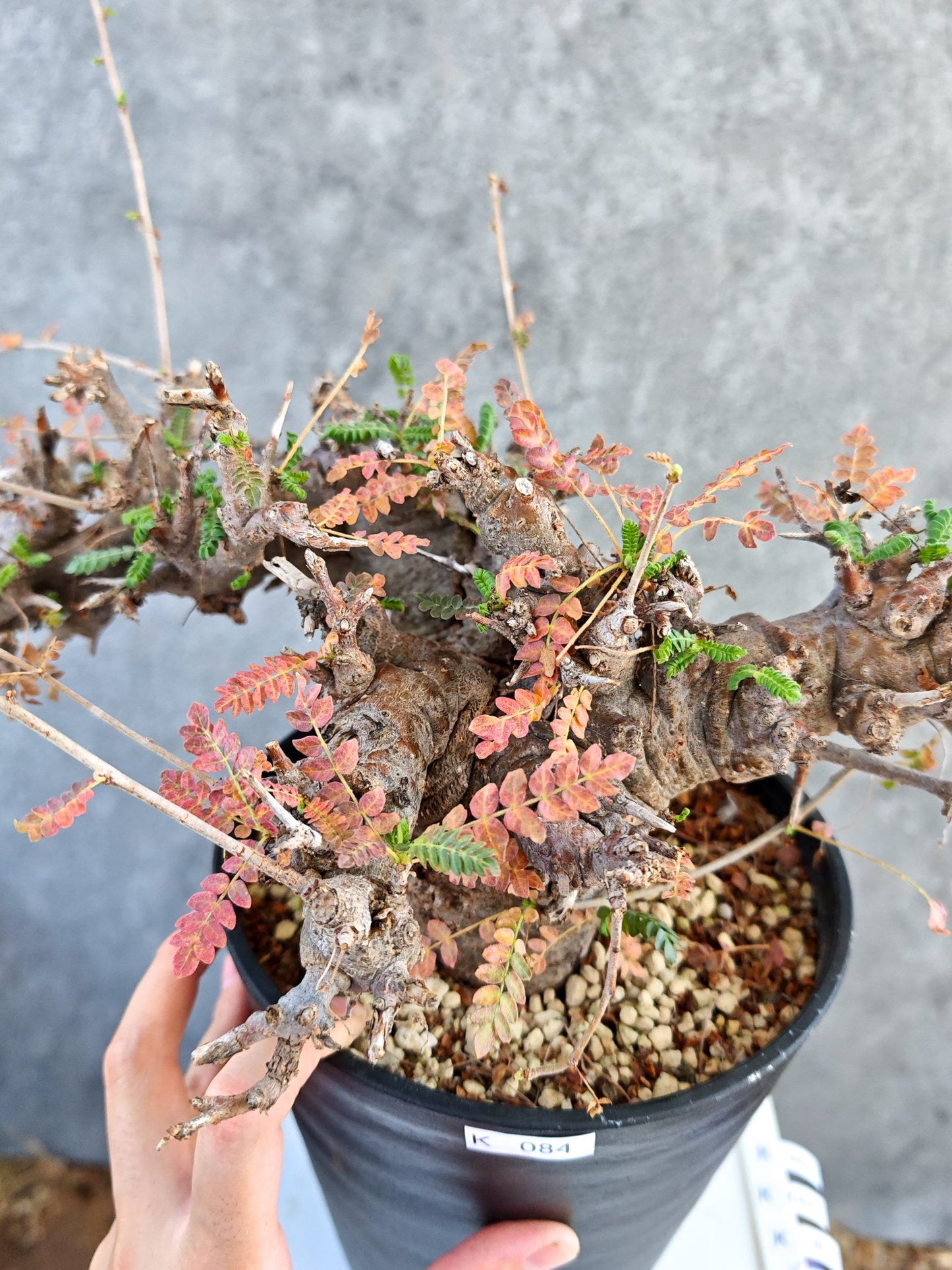 【現品限り】ボスウェリア・ネグレクタ ブラックスキン 大株 現地株【K84】 Boswellia neglecta