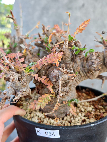 【現品限り】ボスウェリア・ネグレクタ ブラックスキン 大株 現地株【K84】 Boswellia neglecta