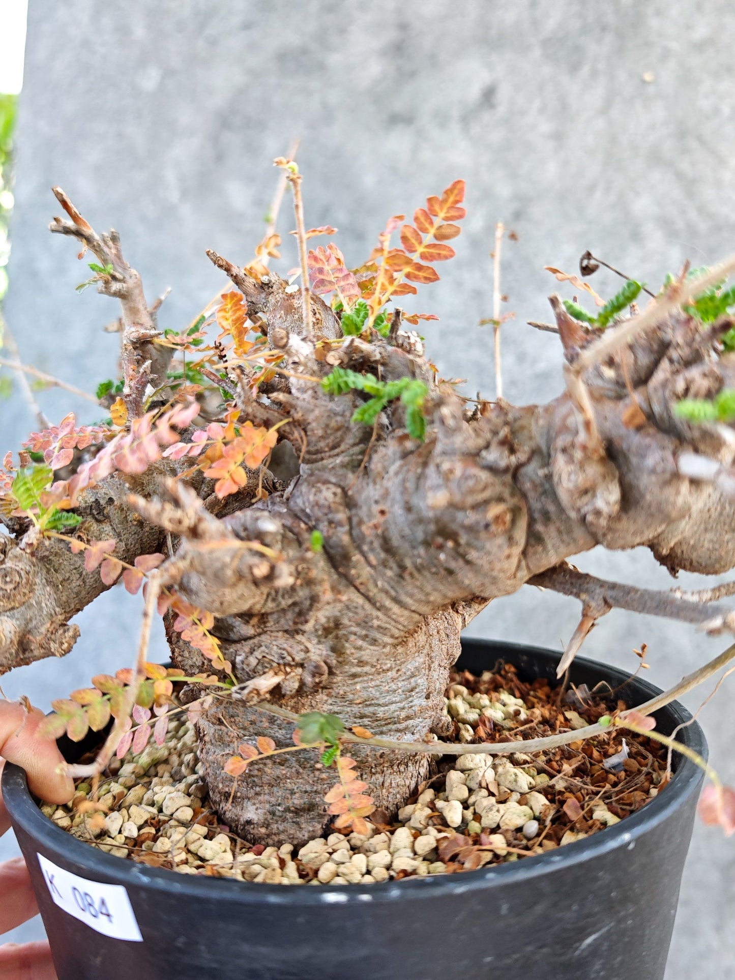 【現品限り】ボスウェリア・ネグレクタ ブラックスキン 大株 現地株【K84】 Boswellia neglecta