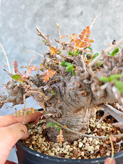 【現品限り】ボスウェリア・ネグレクタ ブラックスキン 大株 現地株【K84】 Boswellia neglecta
