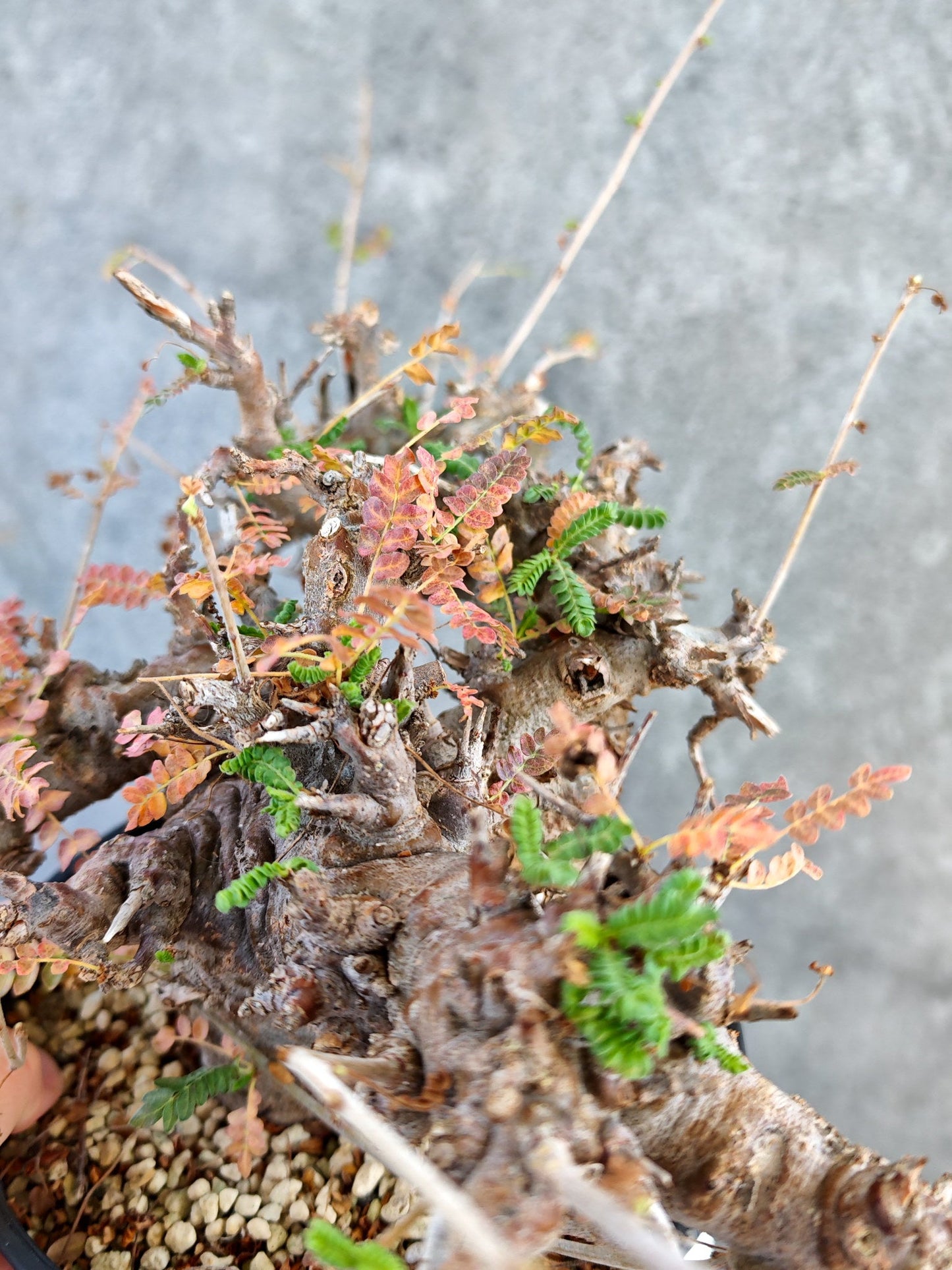 【現品限り】ボスウェリア・ネグレクタ ブラックスキン 大株 現地株【K84】 Boswellia neglecta