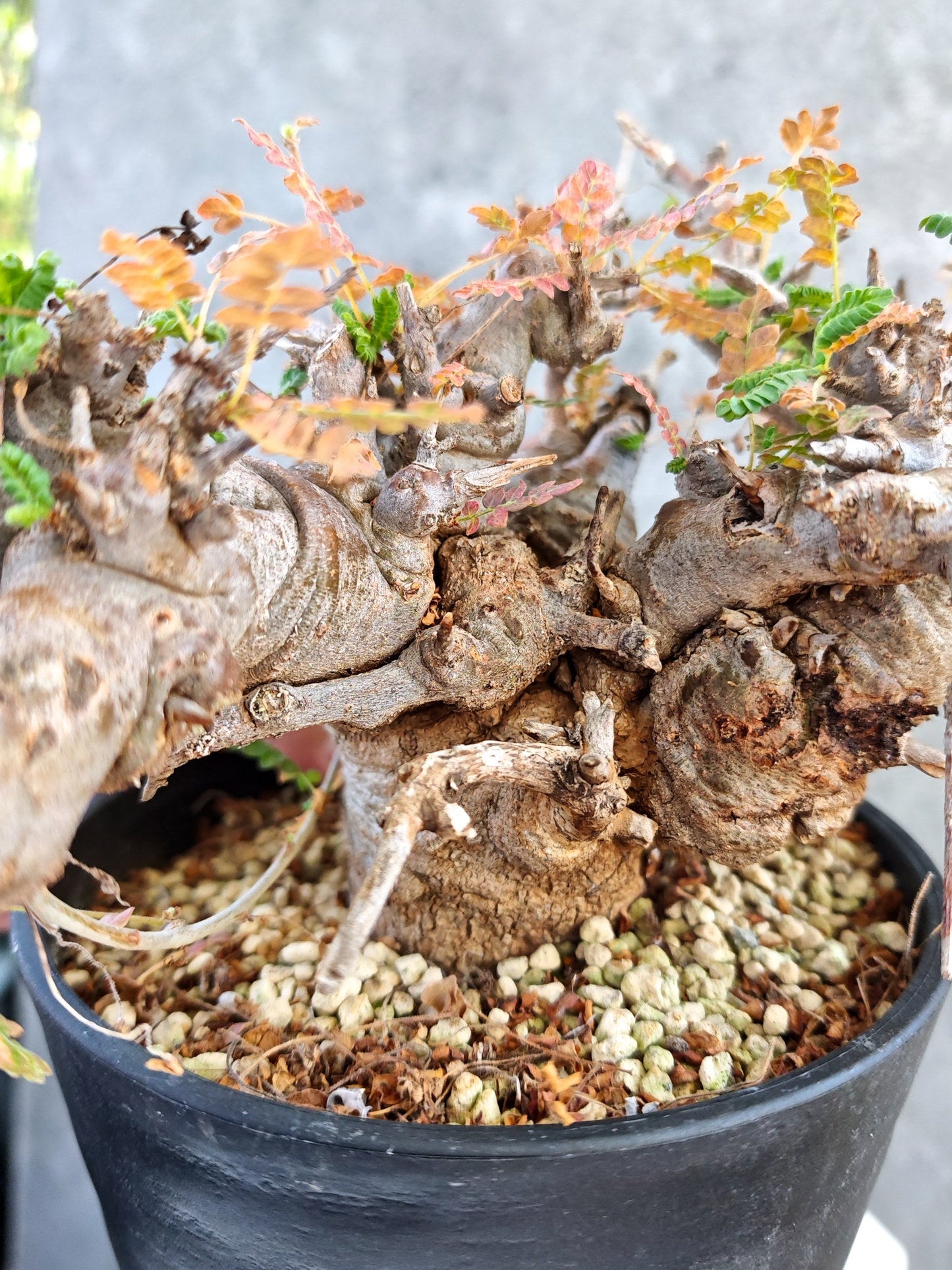 【現品限り】ボスウェリア・ネグレクタ ブラックスキン 大株 現地株【K84】 Boswellia neglecta