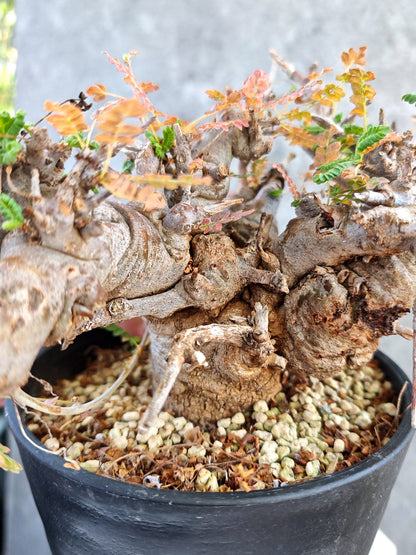 【現品限り】ボスウェリア・ネグレクタ ブラックスキン 大株 現地株【K84】 Boswellia neglecta
