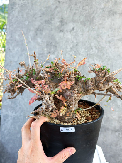 【現品限り】ボスウェリア・ネグレクタ ブラックスキン 大株 現地株【K84】 Boswellia neglecta