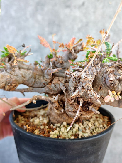 【現品限り】ボスウェリア・ネグレクタ ブラックスキン 大株 現地株【K84】 Boswellia neglecta