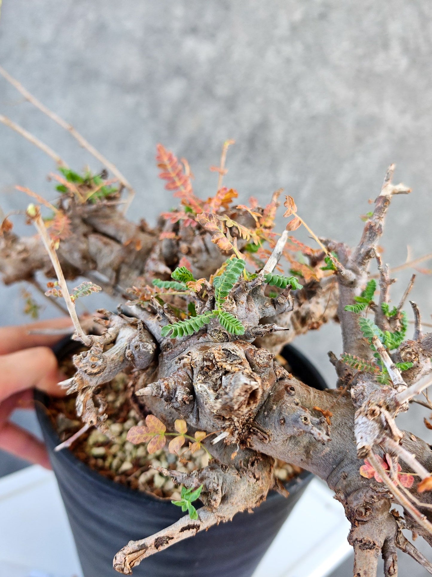 【現品限り】ボスウェリア・ネグレクタ ブラックスキン 大株 現地株【K84】 Boswellia neglecta