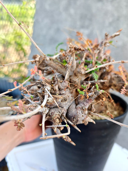 【現品限り】ボスウェリア・ネグレクタ ブラックスキン 大株 現地株【K84】 Boswellia neglecta
