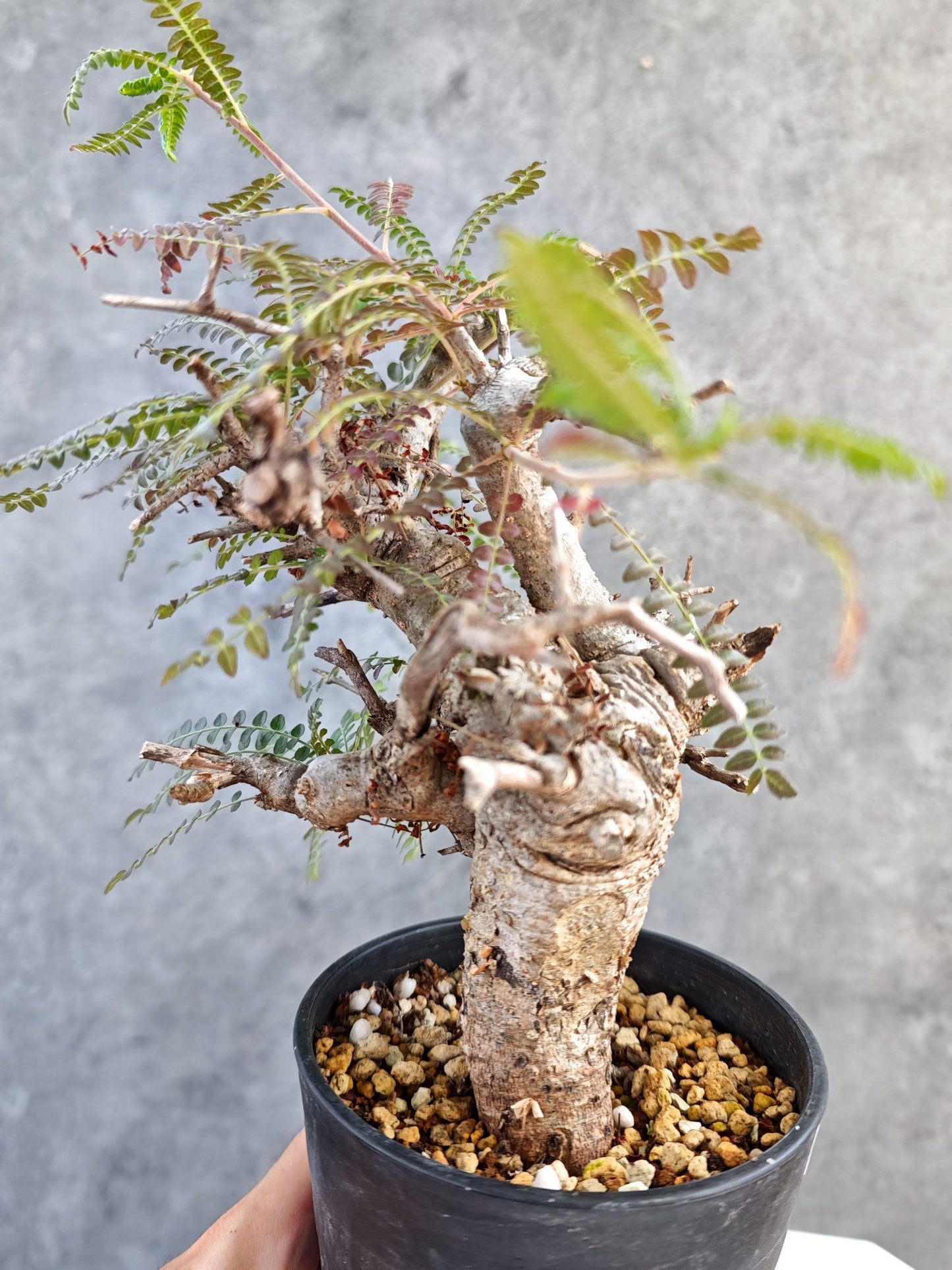 【現品限り】ボスウェリア・ネグレクタ 現地株【K85】 Boswellia neglecta