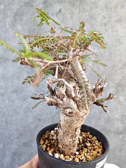 【現品限り】ボスウェリア・ネグレクタ 現地株【K85】 Boswellia neglecta